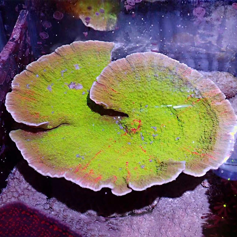 珊瑚海葵活体活物红绿瓦片珊瑚印尼瓦片双色调色盘硬骨珊瑚海水缸观赏