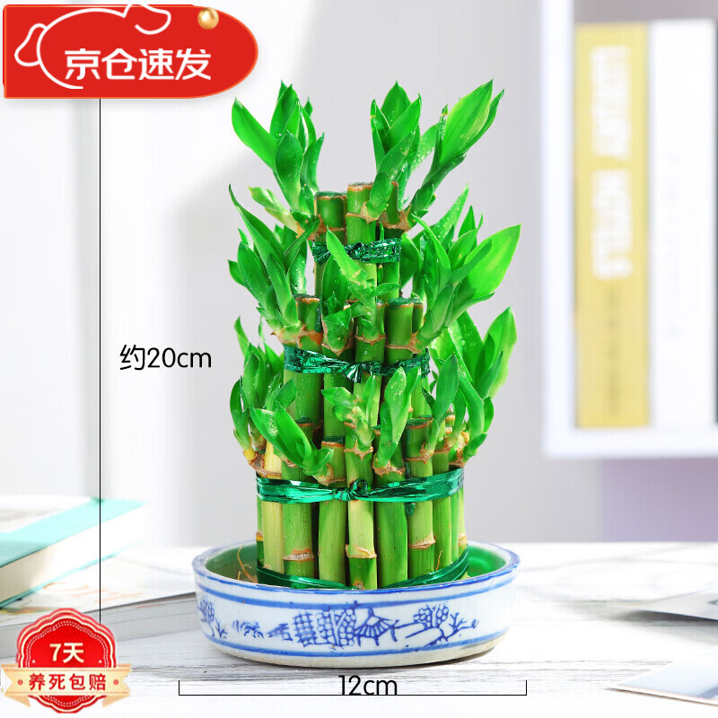 一花之秋  竹塔富贵竹水培植物招财绿植盆栽水养室内办公桌净化空气