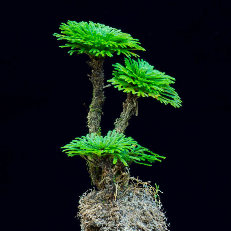 閔家山卷柏野生九死还魂草室内桌面盆景绿植盆栽假山吸水石四季常青