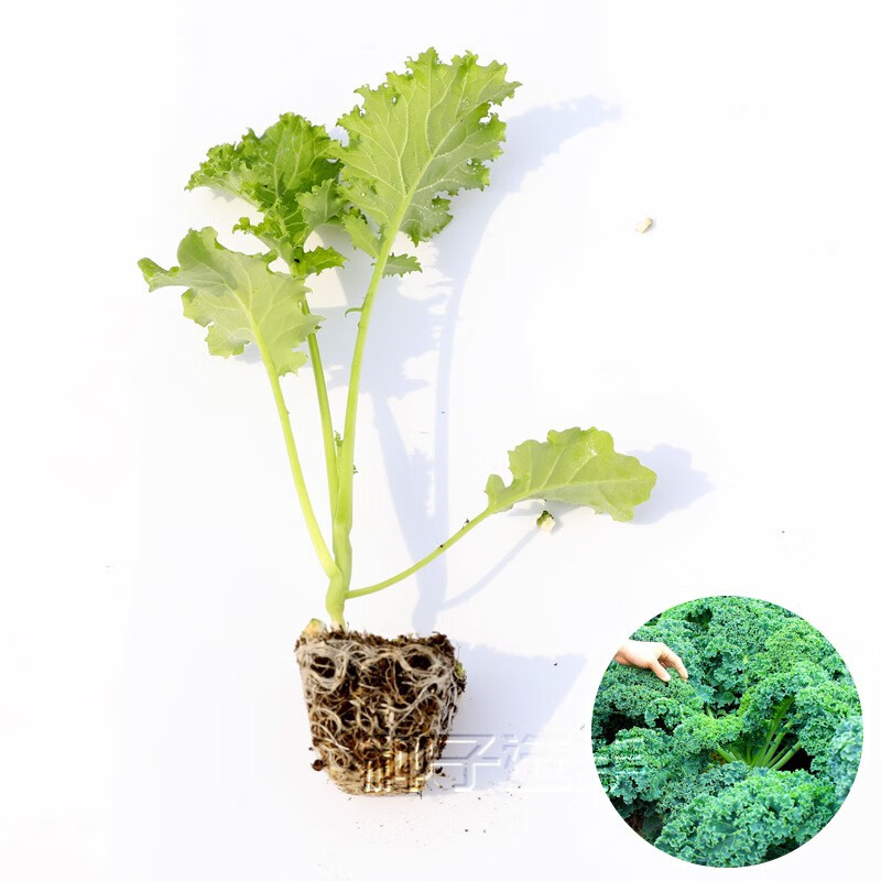 农之子(nongzhizi)食用羽衣甘蓝菜种子苗蔬菜种籽盆栽菜苗耐寒 绿羽衣