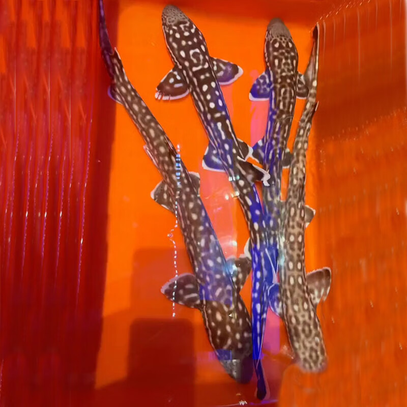 鲨鱼活体条纹路斑竹狗鲨怪咖鱼社虎鲨猫鲨鱼斑点鲨小型