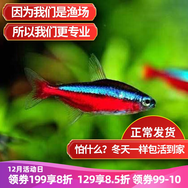 水族活体历史价格插件|水族活体价格走势