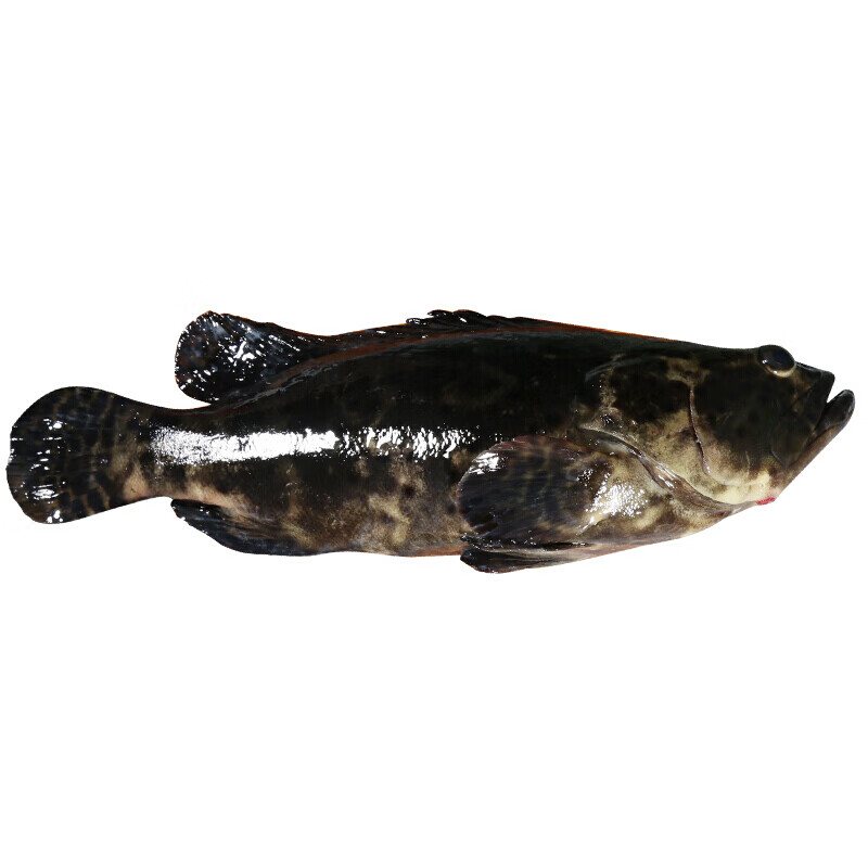 品京鲜新海鲜龙胆石斑鱼珍珠龙胆鱼1000/条