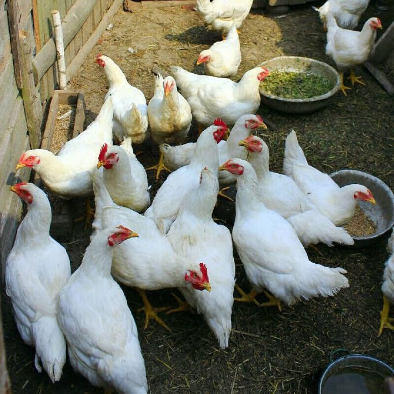 铭心【店铺推荐】产蛋王海兰褐产蛋鸡活苗红毛下蛋鸡活体蛋鸡土鸡母鸡