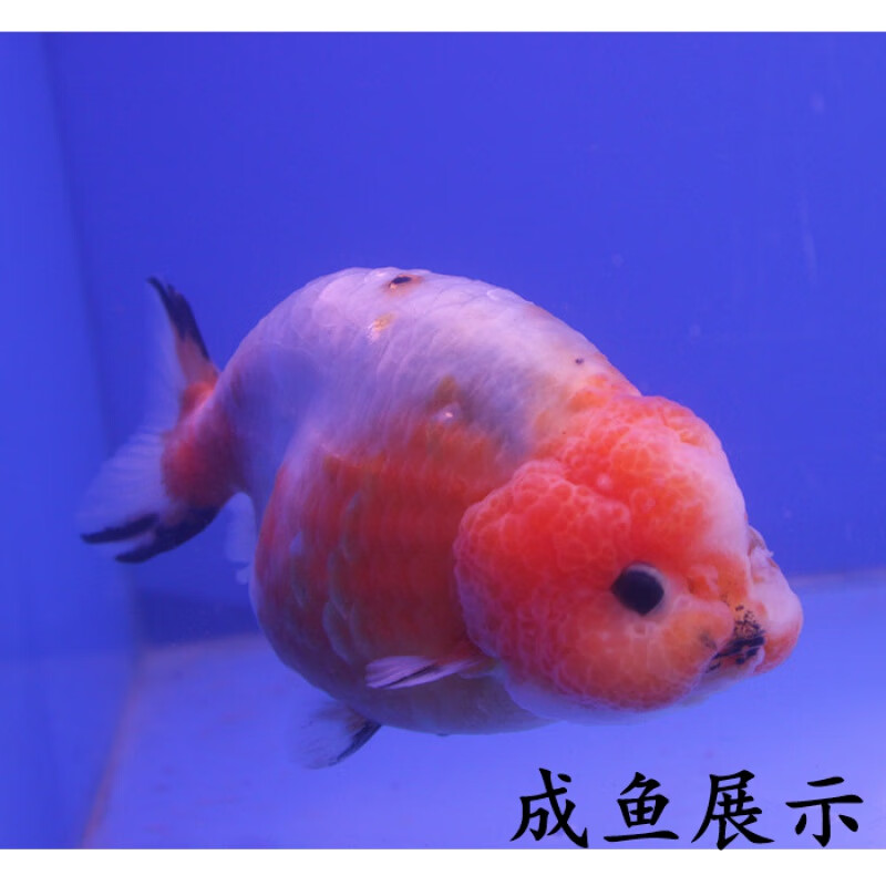 金鱼活鱼淡水冷水鱼观赏鱼包活好养奶牛兰寿 7-8cm精品樱花兰寿1条