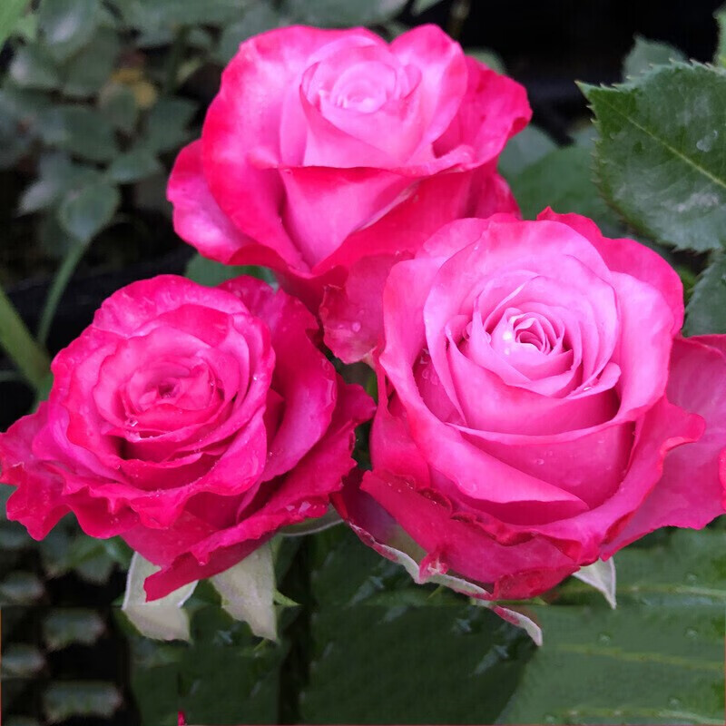 泰西丝 月季花苗 盆栽绿植花卉四季开花植物月季蔷薇苗 魅影 不含盆