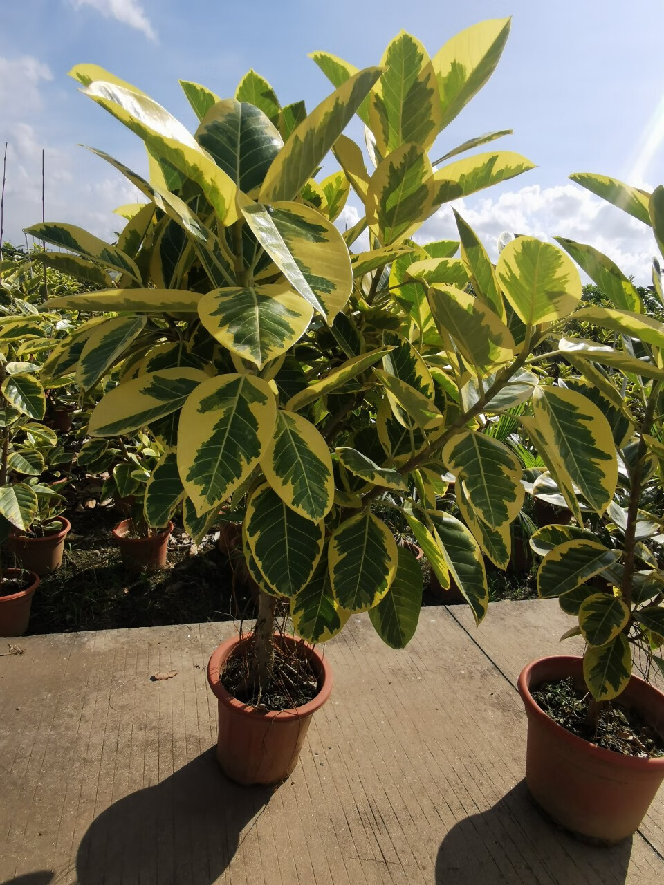 涞思芊【品质保证】黄金榕富贵榕高山榕青叶花叶橡皮树大型室内绿植网