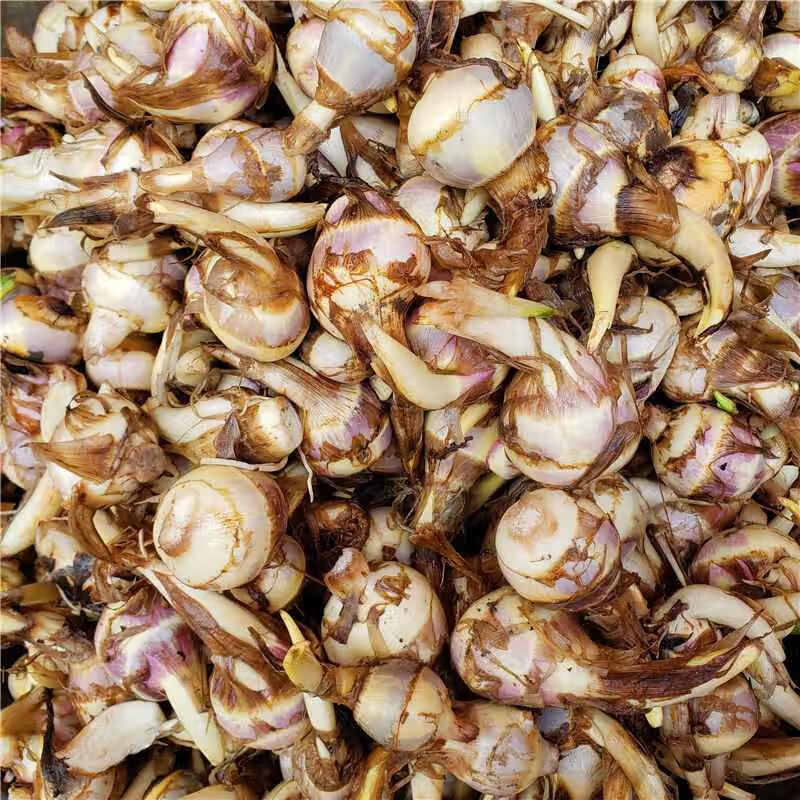 苏北农家现挖茨菇3斤5斤慈姑东台新鲜蔬菜芽菇白栗时令菜茨菰 精选装