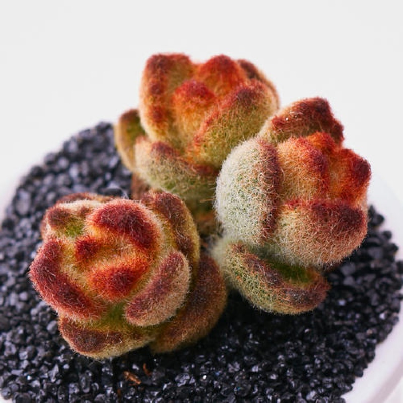 泰迪熊群生植物超萌可爱肉肉办公室桌面绿植盆栽新手组合套餐 泰迪熊3