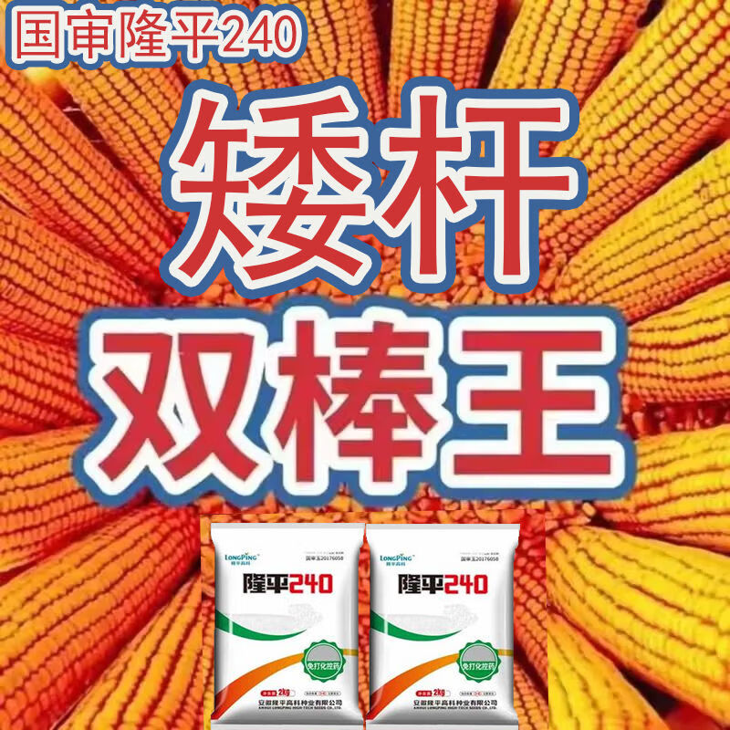 细辛高产玉米种子矮杆大棒农科院原装抗旱抗涝双胞胎苞谷种子 高产