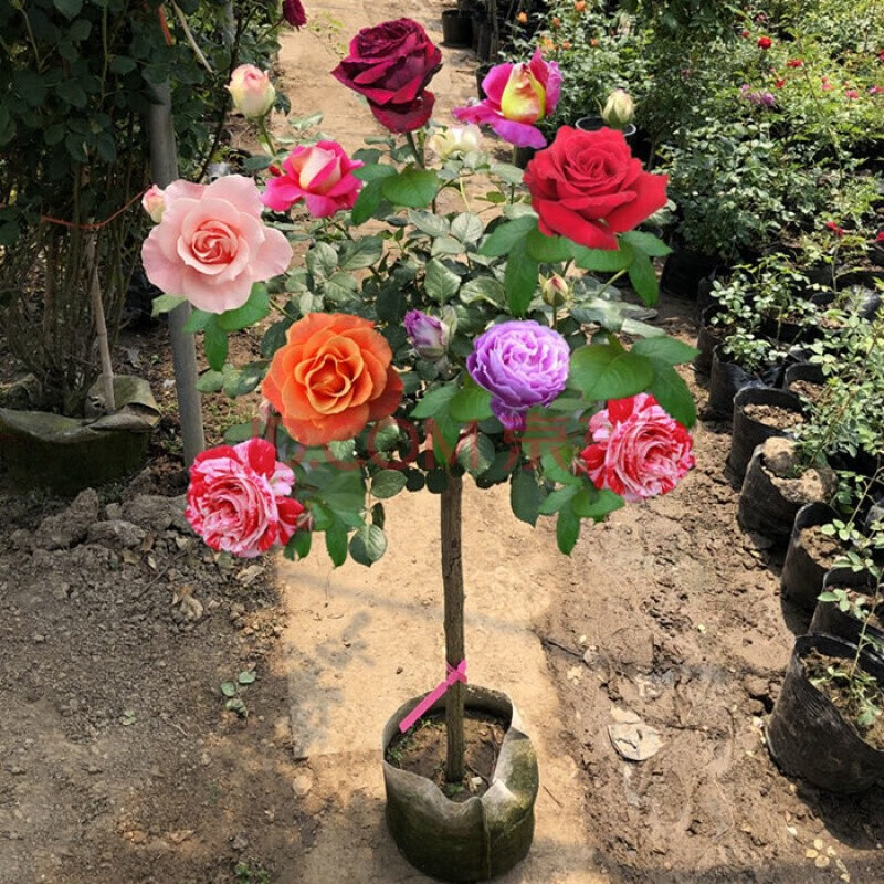 5公分带原土发货