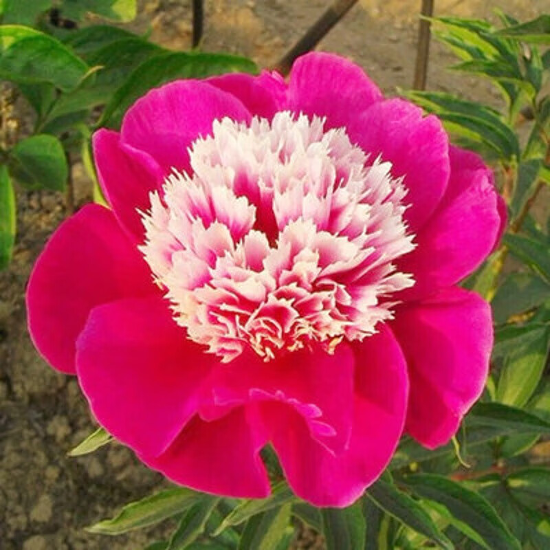 盆栽地栽芍药花苗 芍药芽根花卉带芽芍药树苗多年生芍药花苗当年开花