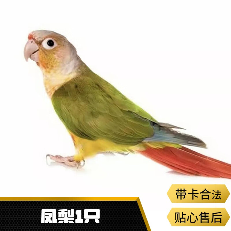 活体宠物鸟玄凤黄桃黄化玄凤小太阳活体和尚鹦鹉说话豪蚨 凤梨小太1只