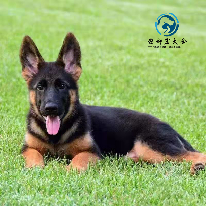 【30天保障】纯种德牧幼犬狗狗活体弓背犬宠物狗幼崽德国牧羊犬黑背