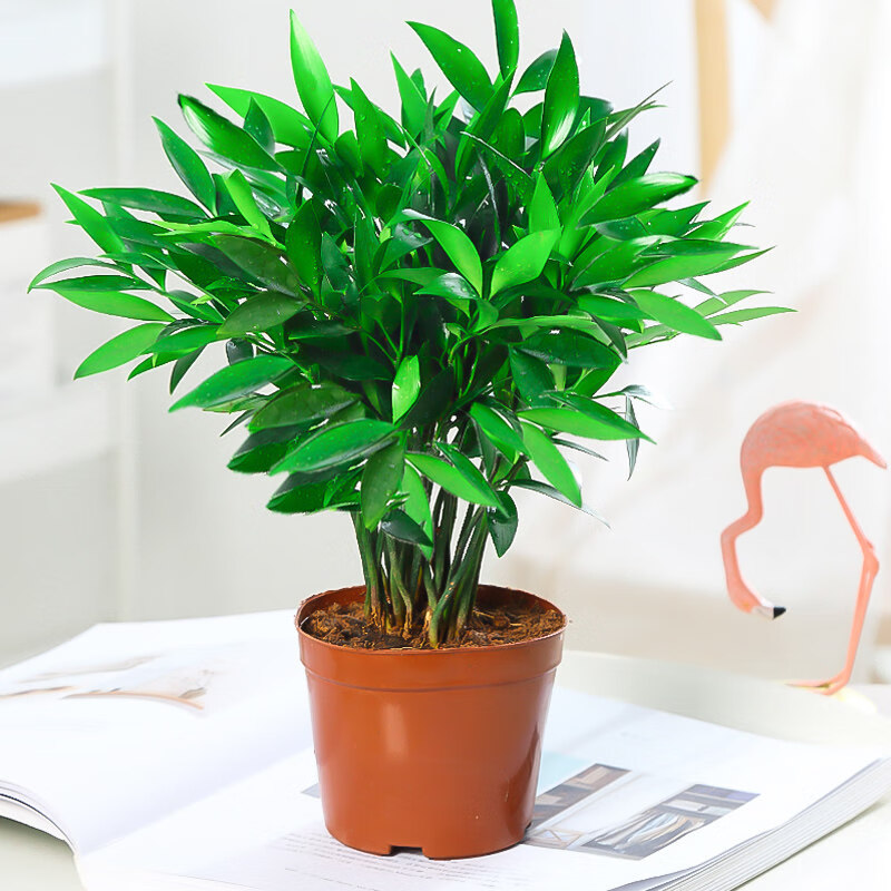 月娥竹柏盆栽办公室内四季常青桌面水培绿植大树苗好养 【驱蚊好养】