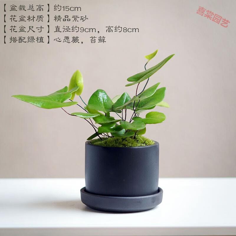 蕨类】相关京东优惠商品排行榜(3) - 价格图片品牌优惠券- 虎窝购