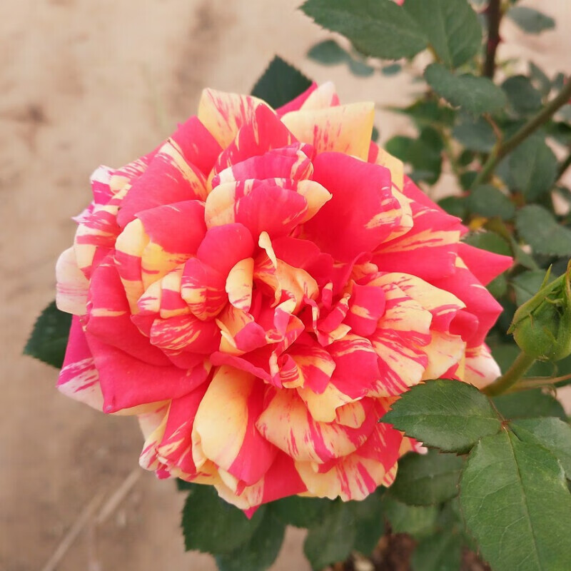 花询 欧月灌木戏法柯德娜月季花 大花月季 微型月季花条纹勤花抗病性