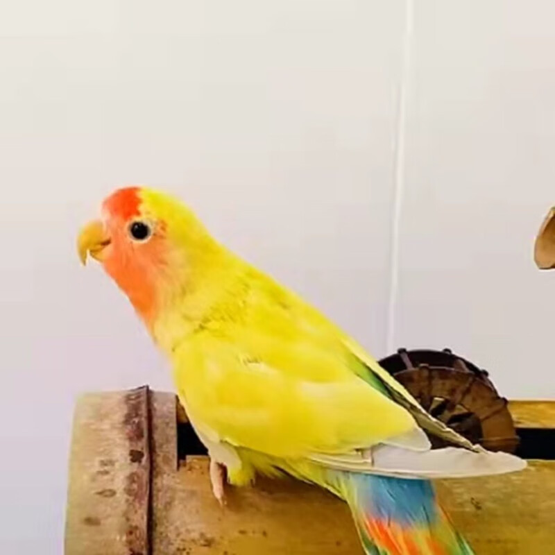 活物鹦鹉鸟黄金丝鹦鹉牡丹绿金丝蓝银包活豪蚨 蓝腰黄桃1只(公母备注)