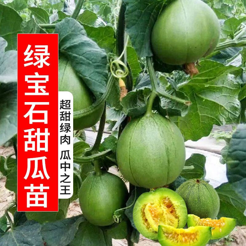 甜瓜种大全绿宝石羊角蜜白玉甜瓜哈密瓜丑八怪苗孑老品种四季瓜种 绿