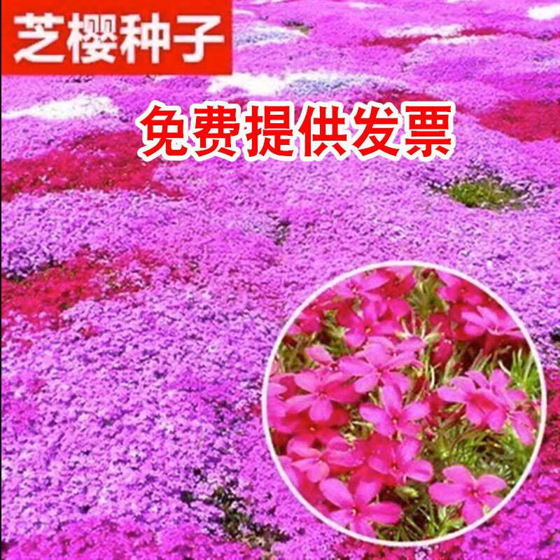 誉满园(yumanyuan)芝樱花种子福禄考室内外庭院花海花籽四季播种花卉