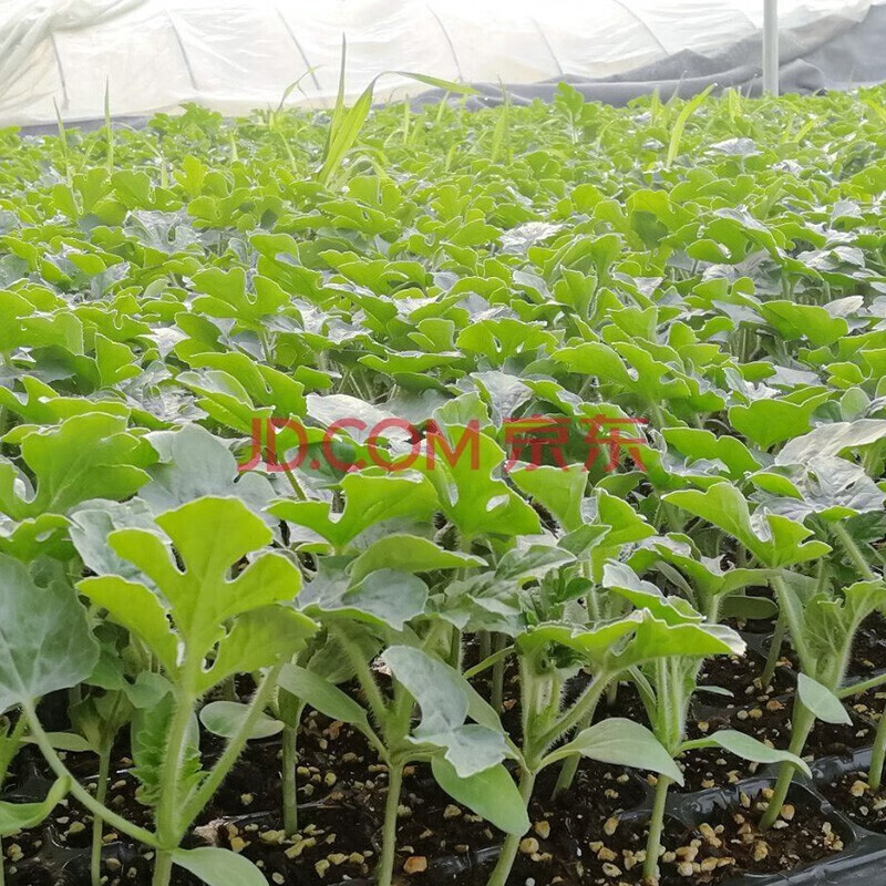镜之月8424嫁接西瓜苗无籽美都麒麟瓜苗秧南方阳台盆栽种植甜瓜苗秧苗