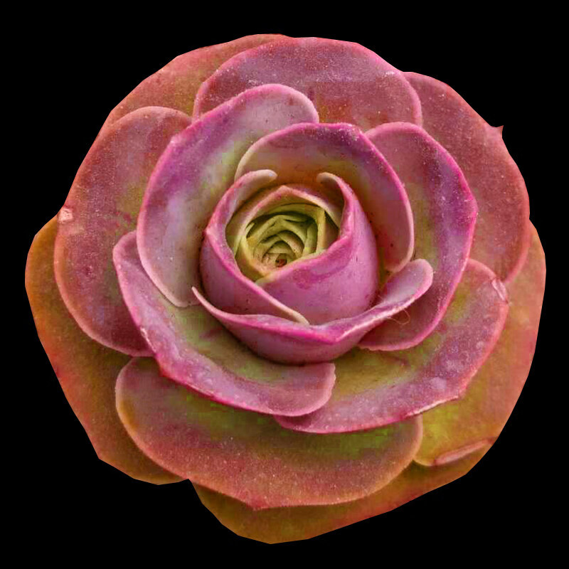 多肉植物稀有罕见贵货萌肉办公室内阳台花卉组合盆栽 白色 粉山地玫瑰