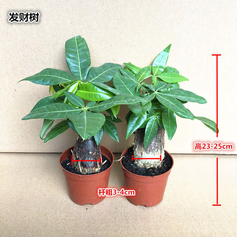 【精选】发财树盆栽小盆景苗大植物花盆室内客厅大树桩金钱树绿植花卉