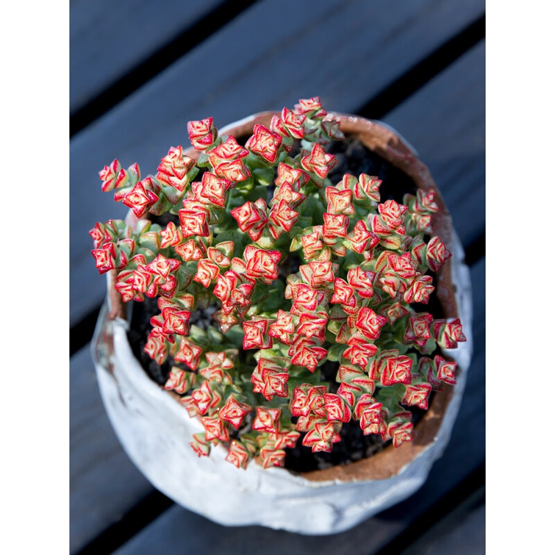 小米星群生老桩多肉植物超萌肉肉新手好养绿植盆栽 小米星群生多头