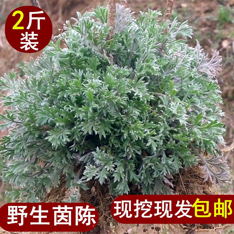 2021新货【官方旗舰】2021年新鲜茵陈现挖三月棉草白蒿中药材2斤(1000