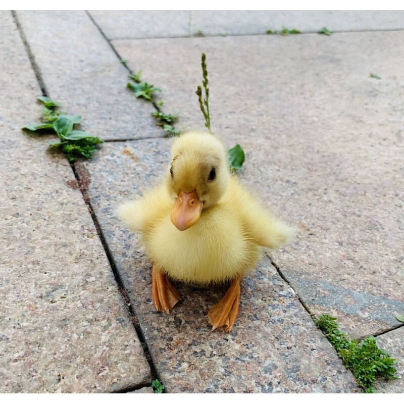 kjhgf网红柯尔鸭受精蛋宠物鸭可达鸭活体鸭蛋 callduck科尔鸭幼崽纯种