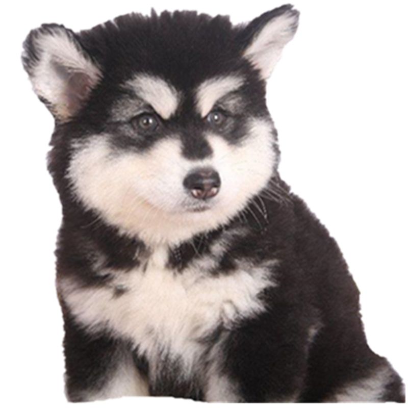 宁宠 阿拉斯加幼犬阿拉斯加犬活体阿拉斯家阿拉私家宠物狗狗雪橇犬大