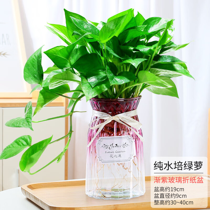 绿萝水培植物盆栽室内花卉水养桌面绿箩好养办公室小绿植 紫色折纸瓶