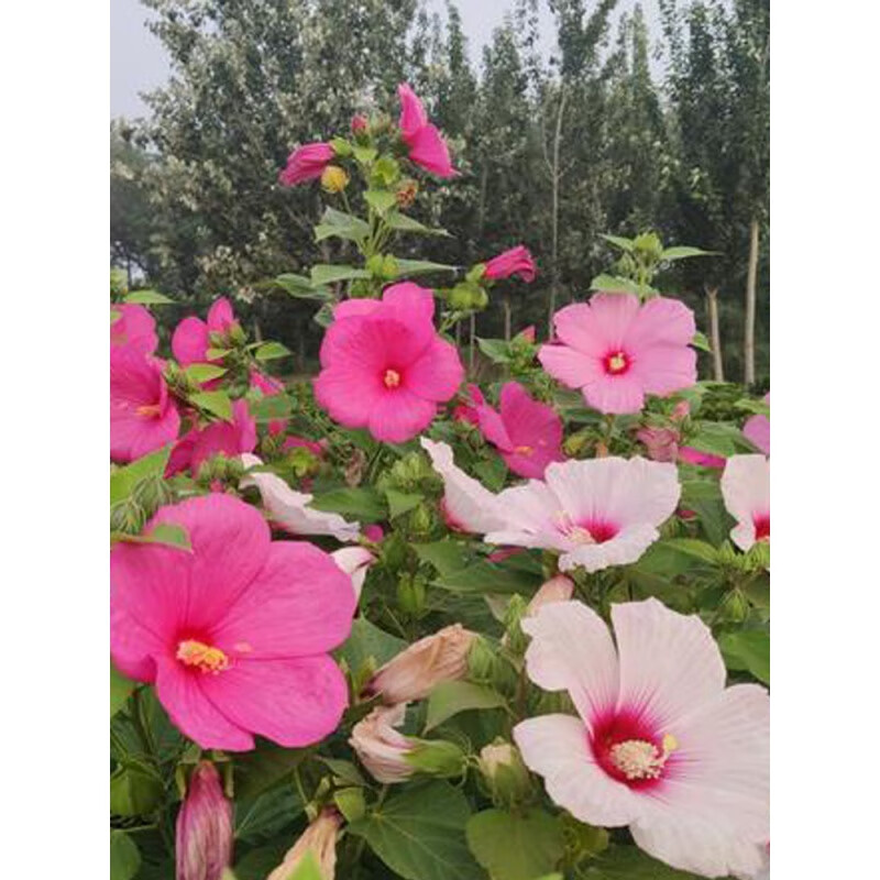 ����԰��ܽ�ؿ������²����Ӳ�ܽ���ļ����ͺ������������޸� ���������50��(�����һ)