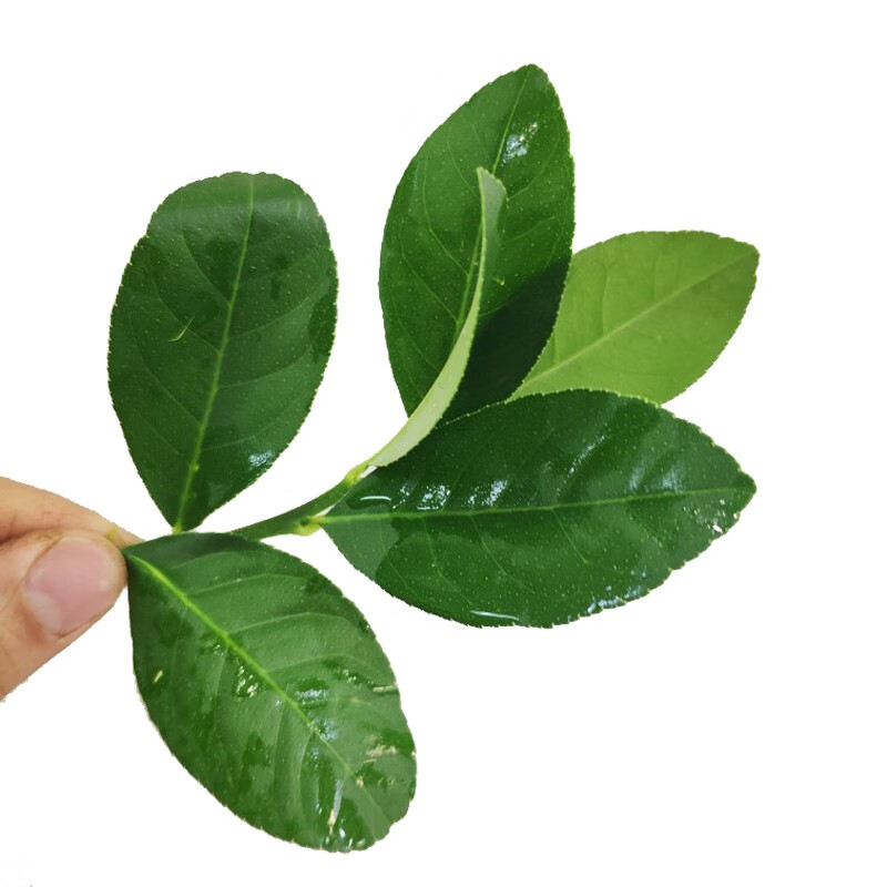 良邻和优柠檬叶 香水柠檬叶 火锅底料调料冬阴功汤调味料 柠檬叶 250g