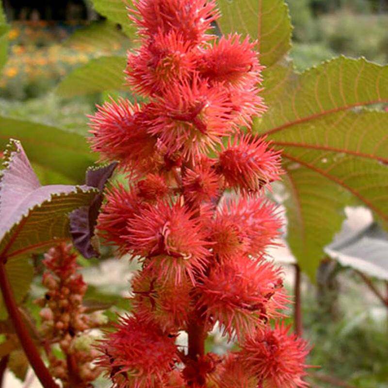 花乡古韵新货野生蓖麻子种子红蓖麻籽子榨油观赏中药材蓖麻仁蓖麻花乡