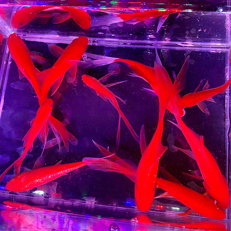 红草金鱼好养耐活长尾大红草观赏鱼锦鲤活体冷水鱼淡水鱼锦鲫红草 13