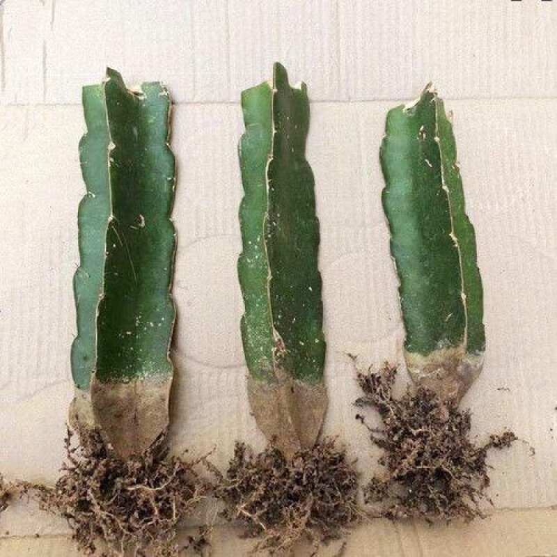 嫁接砖木箭仙人球蟹爪兰仙人掌三角柱多肉植物花卉绿植小盆栽 三角柱3