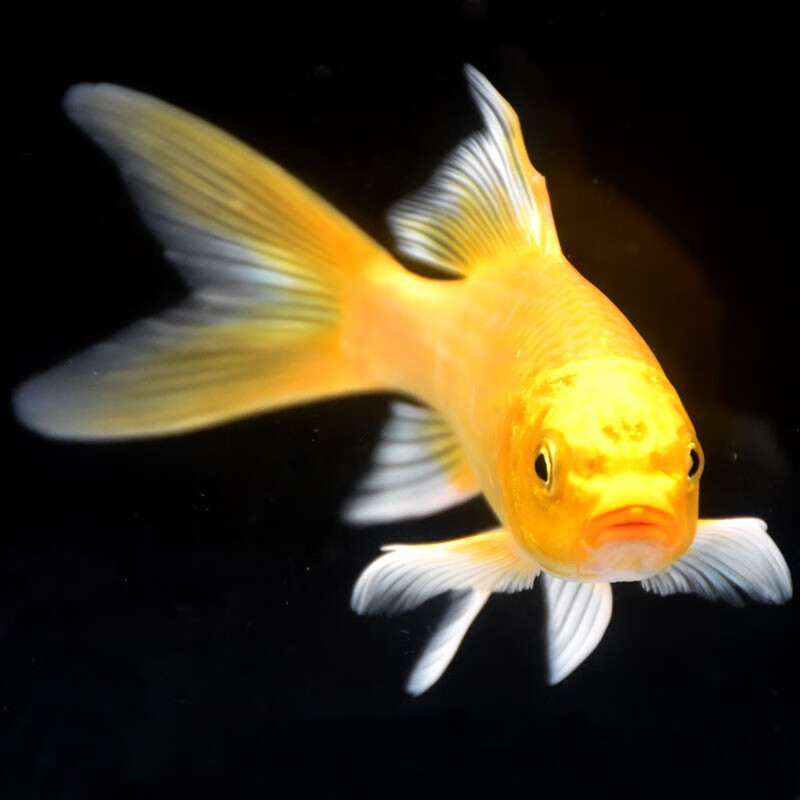 贝冠奇锦鲤活鱼大正三色红白锦鲤秋翠孔雀冷水小鱼蝴蝶鲤德系观赏鱼 三色锦鲤1条（24-29厘米）