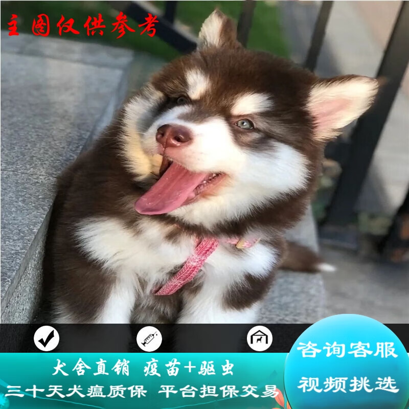 桓瑞宠物纯种阿拉斯加犬幼犬黑白棕红熊版雪橇犬活体宠物狗狗全国发货