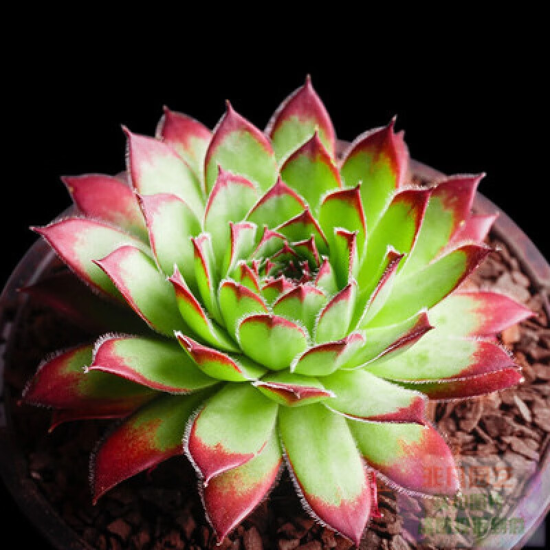 多肉植物组合盆栽绿植花卉办公桌面熊童子小熊爪萌新手肉肉带盆 西瓜