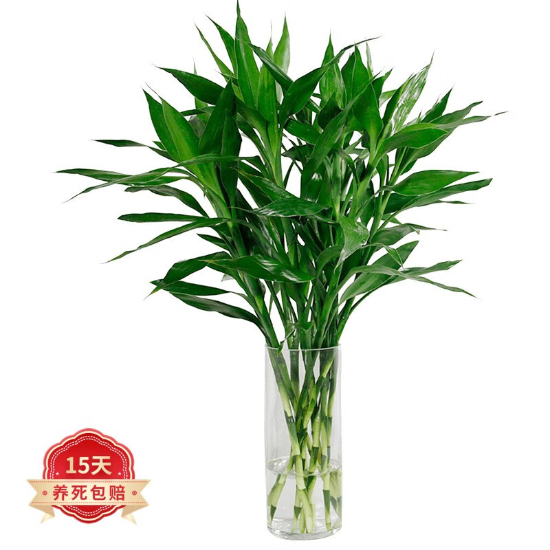 绿植盆栽价格走势图怎么看|绿植盆栽价格历史