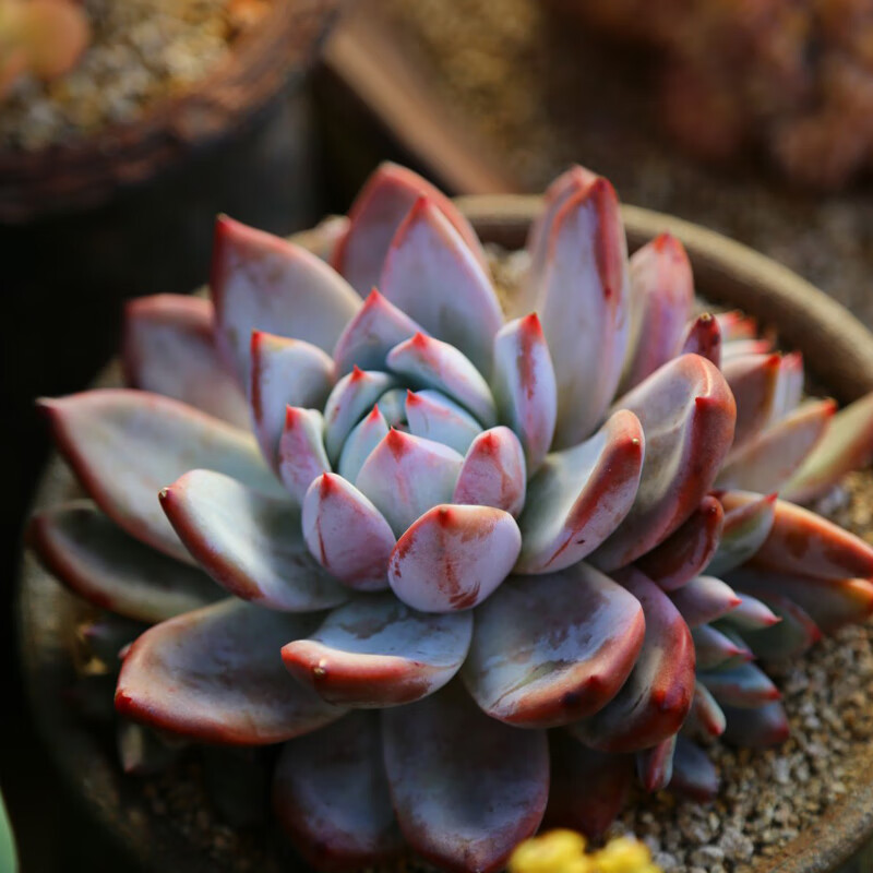 多肉植物橙梦露巨型大株单头云南新手盆栽花 布兰迪[大单头10cm左右]