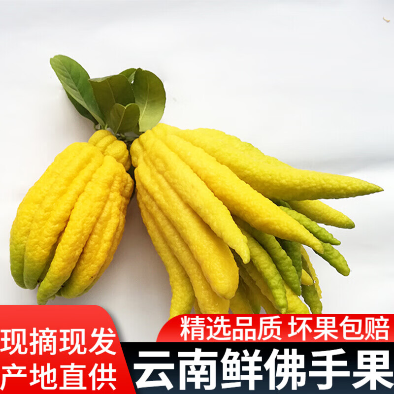 云南佛手果 新鲜香橼佛手柑 金华佛手 观赏食用茶道贡果供佛把玩水果