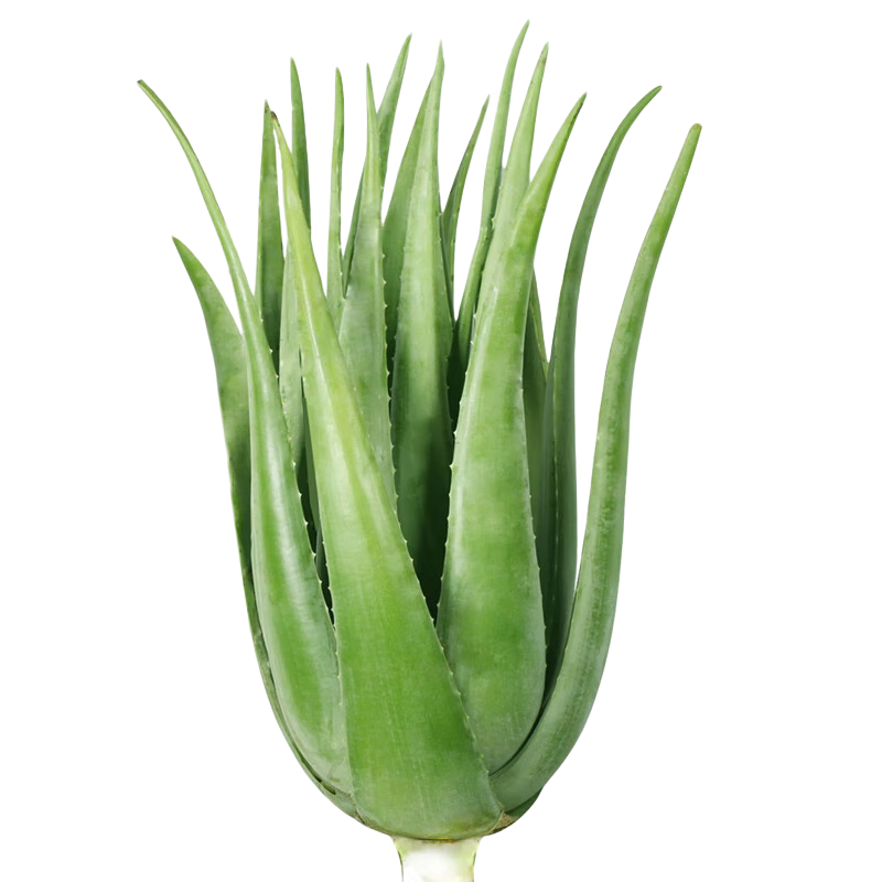 御薈坊 庫拉索蘆薈美容院灌膚專用補水蘆薈葉片盆栽食用新鮮老蘆薈綠植 (套餐)15年35斤送分解液/刮汁梳