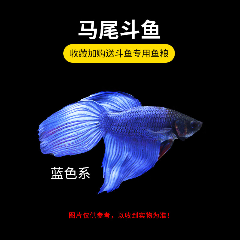 马尾狮王半月母斗鱼观赏鱼热带鱼活体宠物淡水鱼鱼缸 公马尾蓝色系