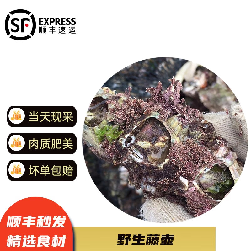 九河灌海 藤壶  鲜活海鲜 贝壳特大超大雀嘴滕壶曲嘴老婆牙锉火山口 3