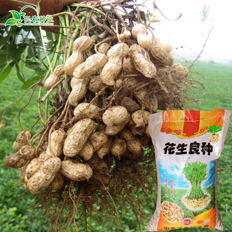 山东农家自种带壳生花生种子白皮薄皮花生种子高产大田品种 一斤