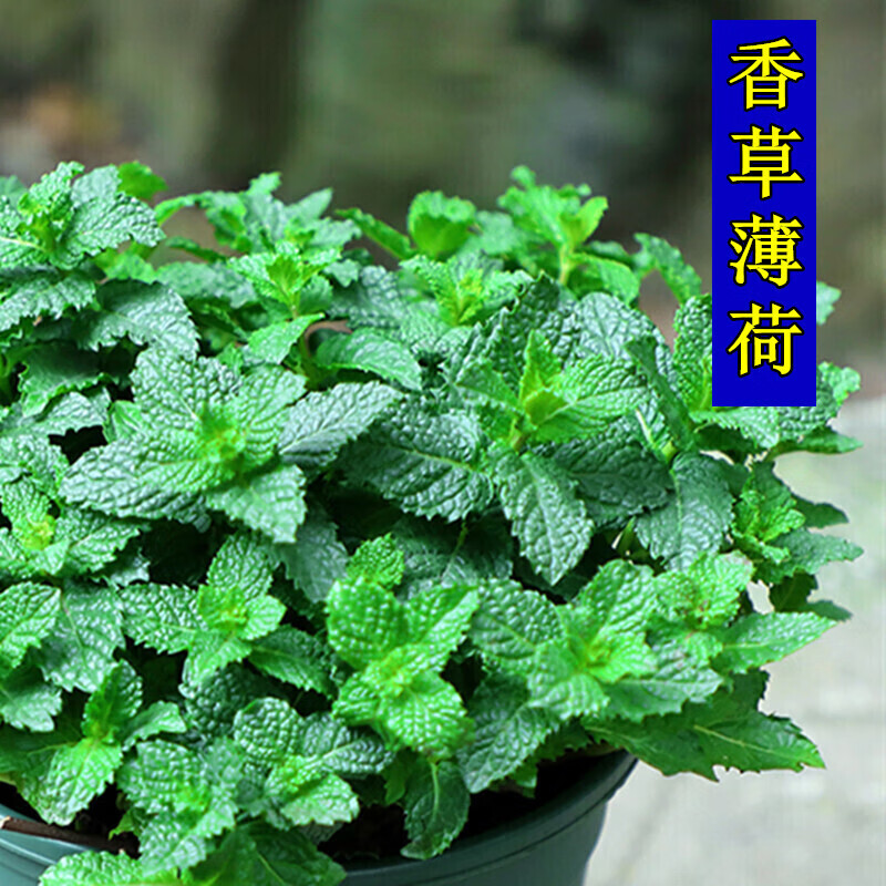 室内盆栽花卉种子留兰香薄荷室外多年生四季种易活花种子香草薄荷种子