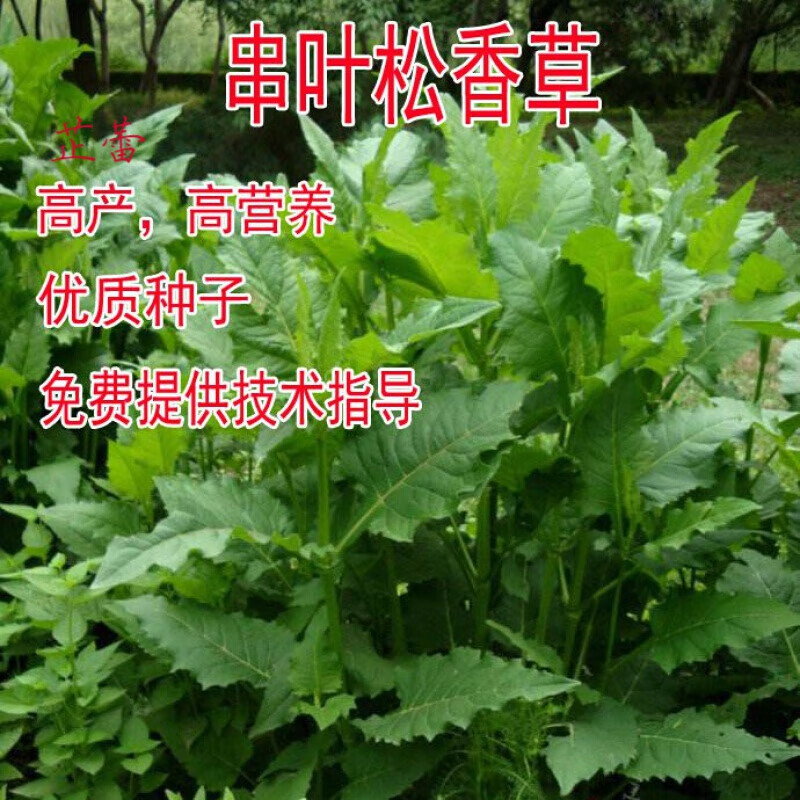 串叶松香草种子 种子串叶松香草种子种子牲畜食用松香草 串叶松香草