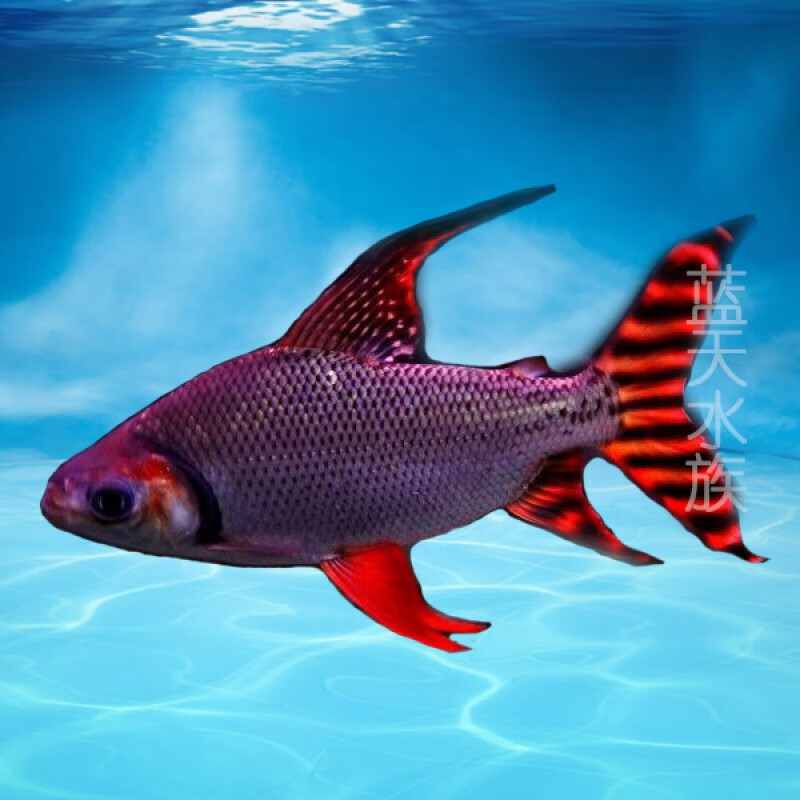 中大型鱼热带鱼观赏鱼飞凤鱼旗鱼大型鱼银龙鱼龙凤呈祥飞凤活体鱼 14
